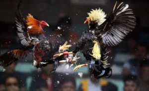 Bí Kíp Chơi Đá Gà Sabong Tại Alo789 Luôn Thắng Từ Các Sư Kê 3 Bí Kíp Chơi Đá Gà Sabong Tại Alo789 Luôn Thắng Từ Các Sư Kê